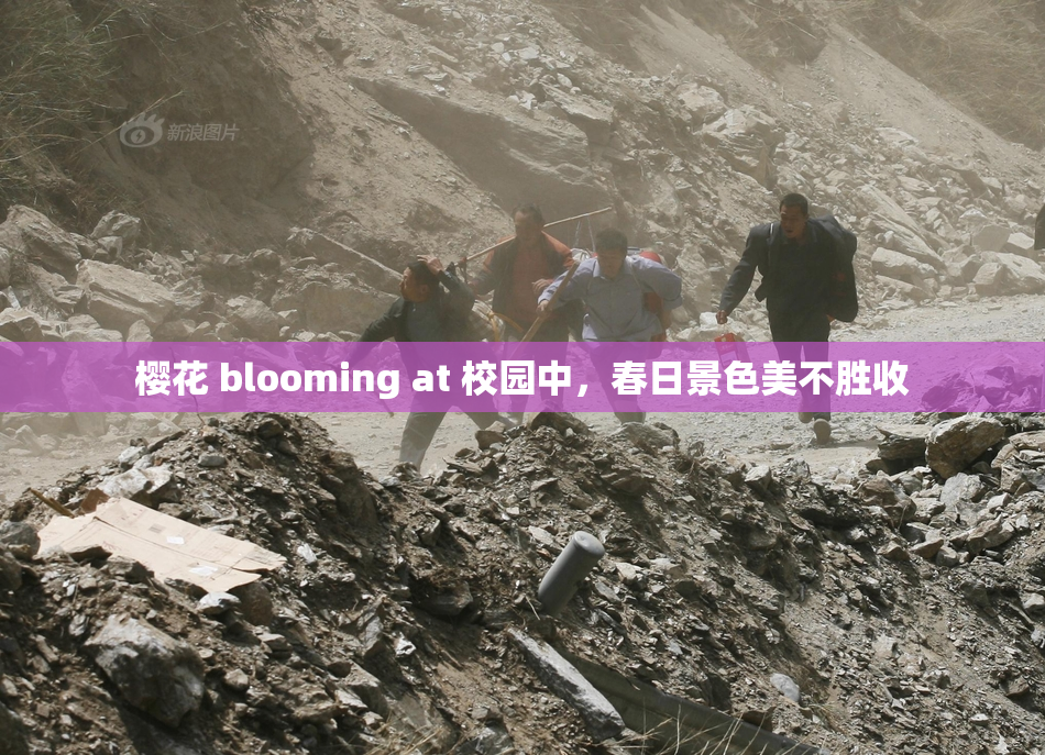樱花 blooming at 校园中，春日景色美不胜收