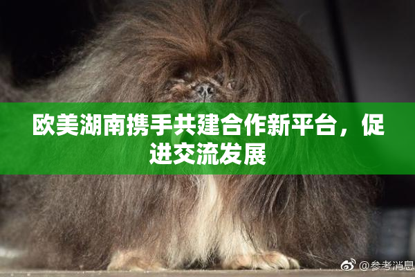 欧美湖南携手共建合作新平台，促进交流发展