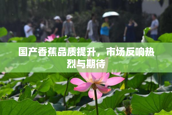 国产香蕉品质提升，市场反响热烈与期待