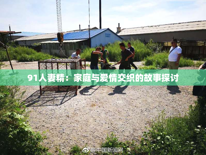 91人妻精：家庭与爱情交织的故事探讨