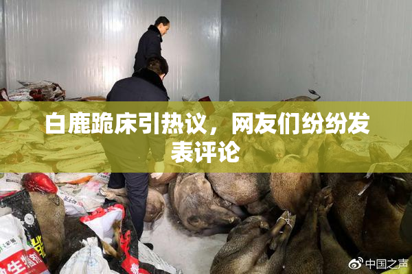 白鹿跪床引热议，网友们纷纷发表评论