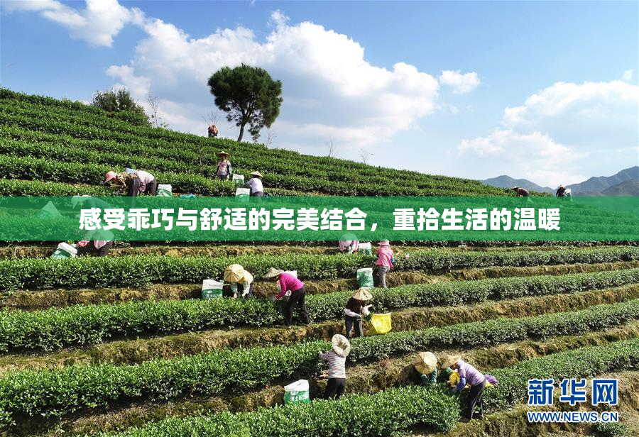 感受乖巧与舒适的完美结合，重拾生活的温暖