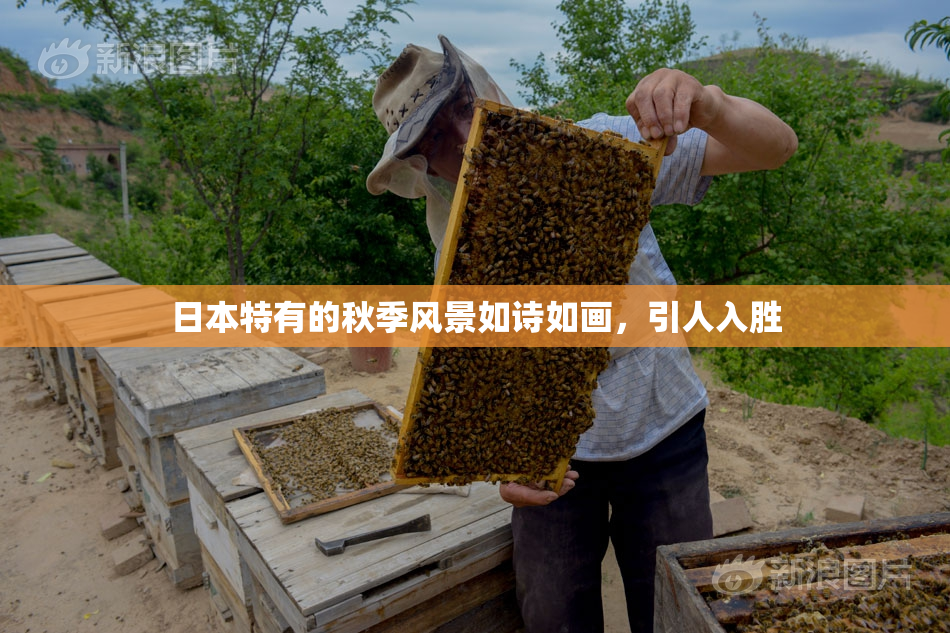 日本特有的秋季风景如诗如画，引人入胜