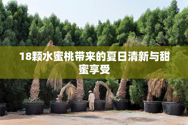 18颗水蜜桃带来的夏日清新与甜蜜享受