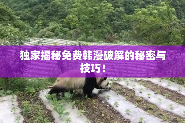 独家揭秘免费韩漫破解的秘密与技巧！