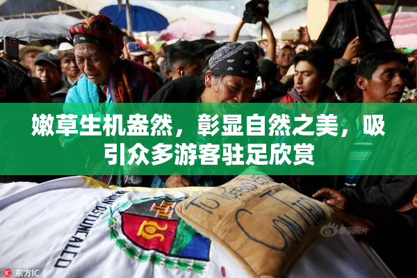 嫩草生机盎然，彰显自然之美，吸引众多游客驻足欣赏