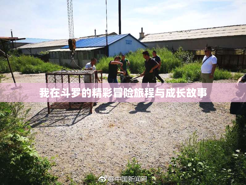 我在斗罗的精彩冒险旅程与成长故事
