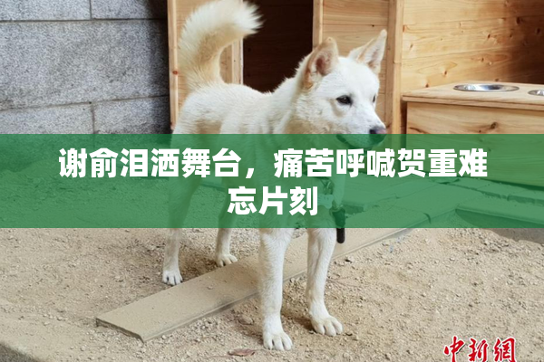 谢俞泪洒舞台，痛苦呼喊贺重难忘片刻