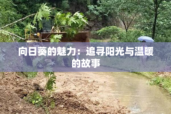 向日葵的魅力：追寻阳光与温暖的故事