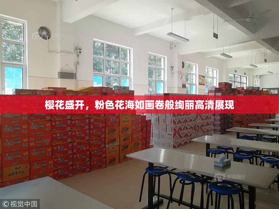 樱花盛开，粉色花海如画卷般绚丽高清展现