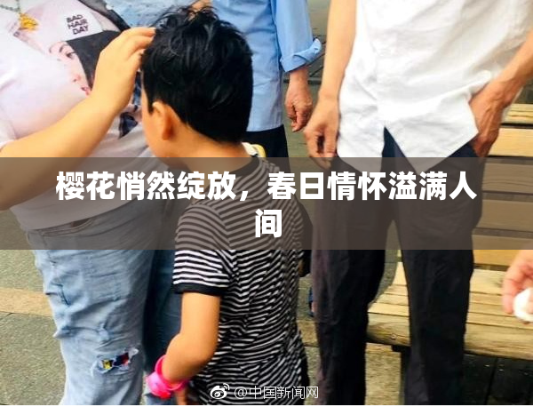 樱花悄然绽放，春日情怀溢满人间