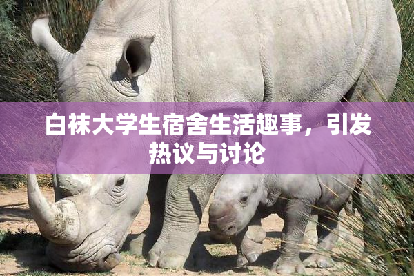 白袜大学生宿舍生活趣事，引发热议与讨论
