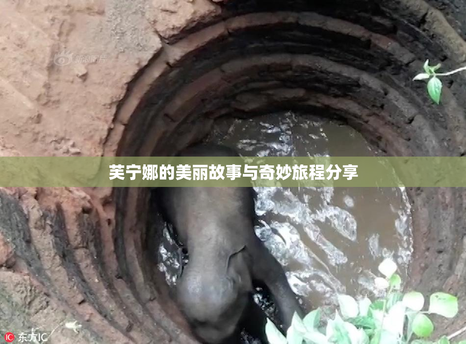 芙宁娜的美丽故事与奇妙旅程分享