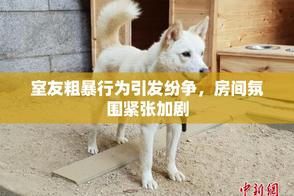 室友粗暴行为引发纷争，房间氛围紧张加剧