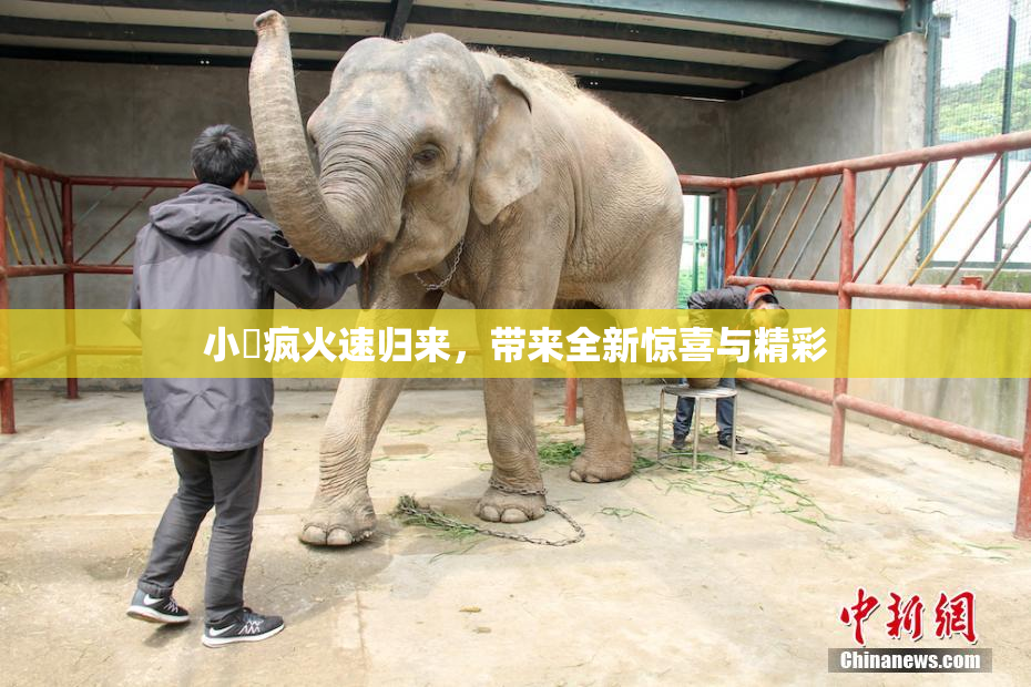 小泬疯火速归来，带来全新惊喜与精彩
