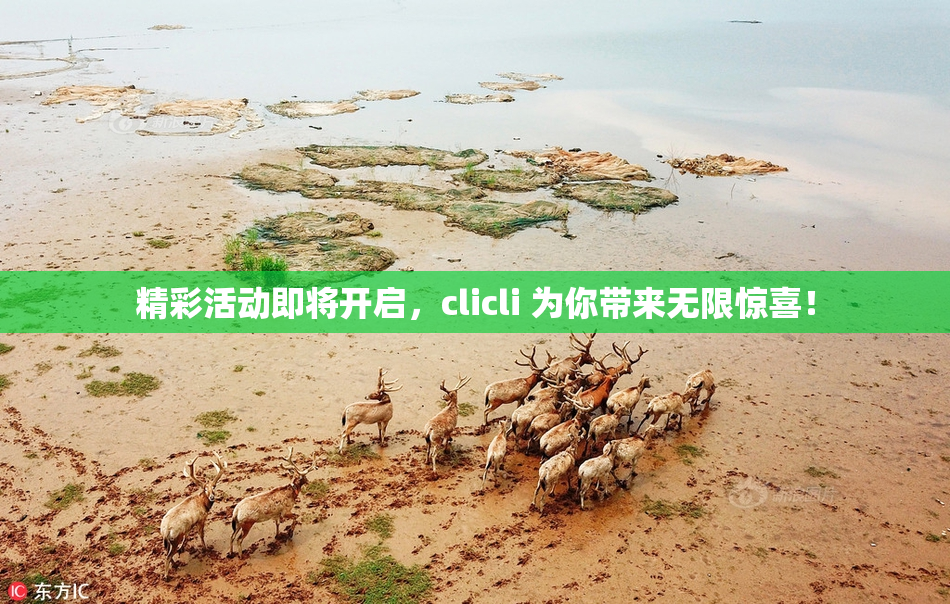 精彩活动即将开启，clicli 为你带来无限惊喜！