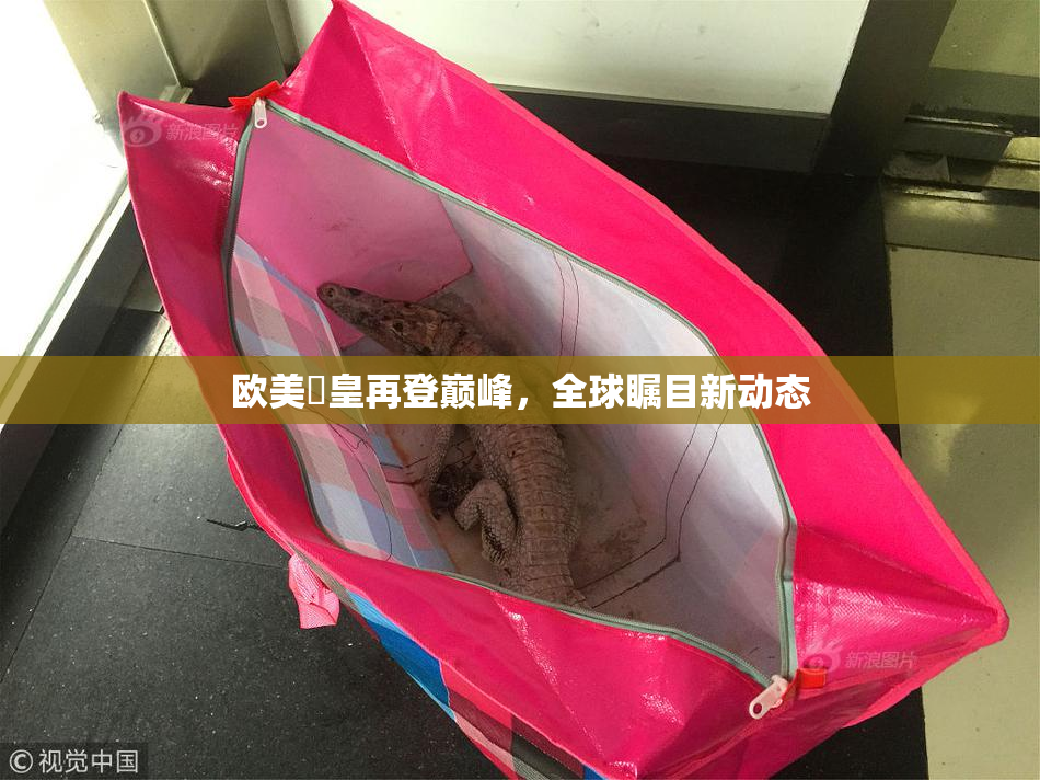 欧美嘼皇再登巅峰，全球瞩目新动态
