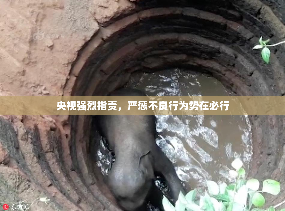 央视强烈指责，严惩不良行为势在必行