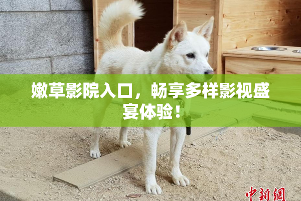 嫩草影院入口，畅享多样影视盛宴体验！