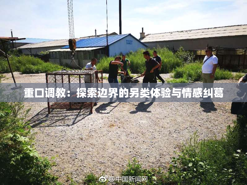 重口调教：探索边界的另类体验与情感纠葛