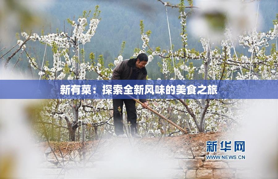 新有菜：探索全新风味的美食之旅