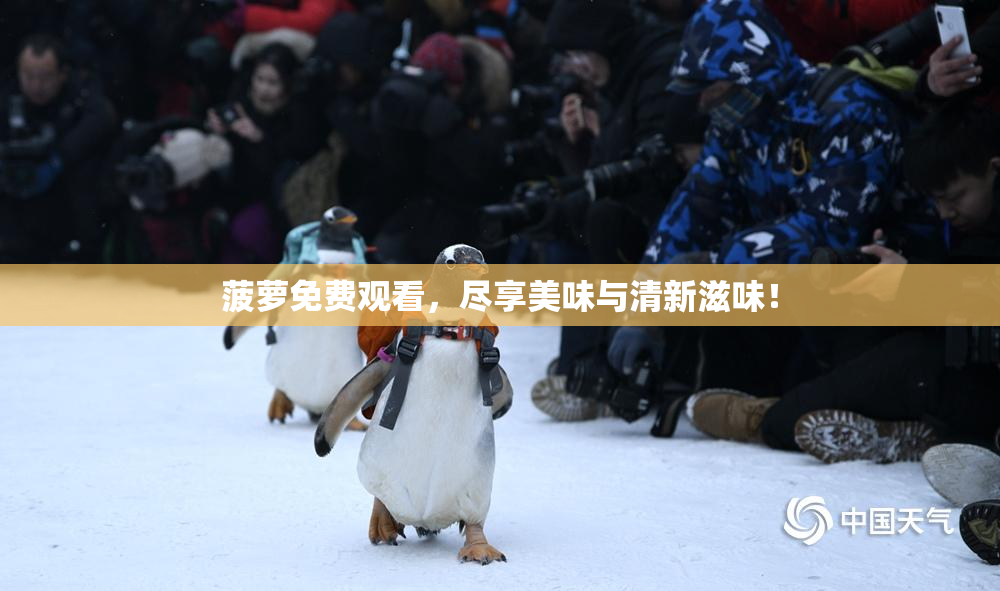 菠萝免费观看，尽享美味与清新滋味！