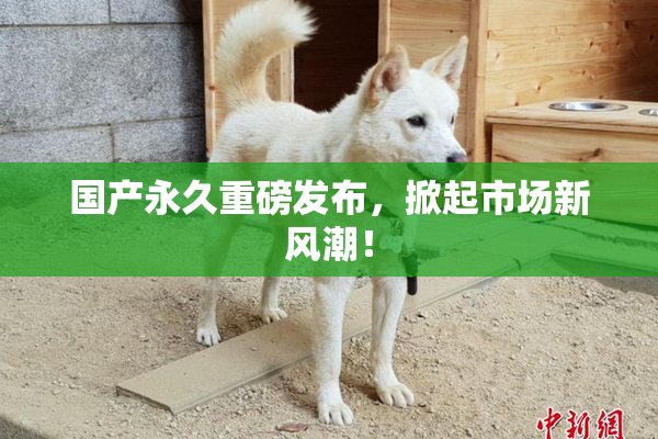 国产永久重磅发布，掀起市场新风潮！