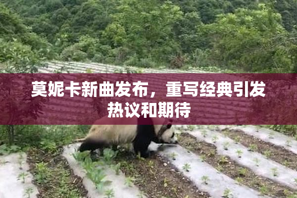 莫妮卡新曲发布，重写经典引发热议和期待
