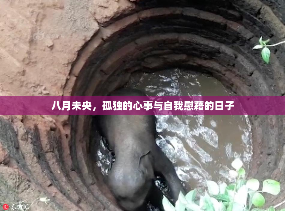 八月未央，孤独的心事与自我慰藉的日子