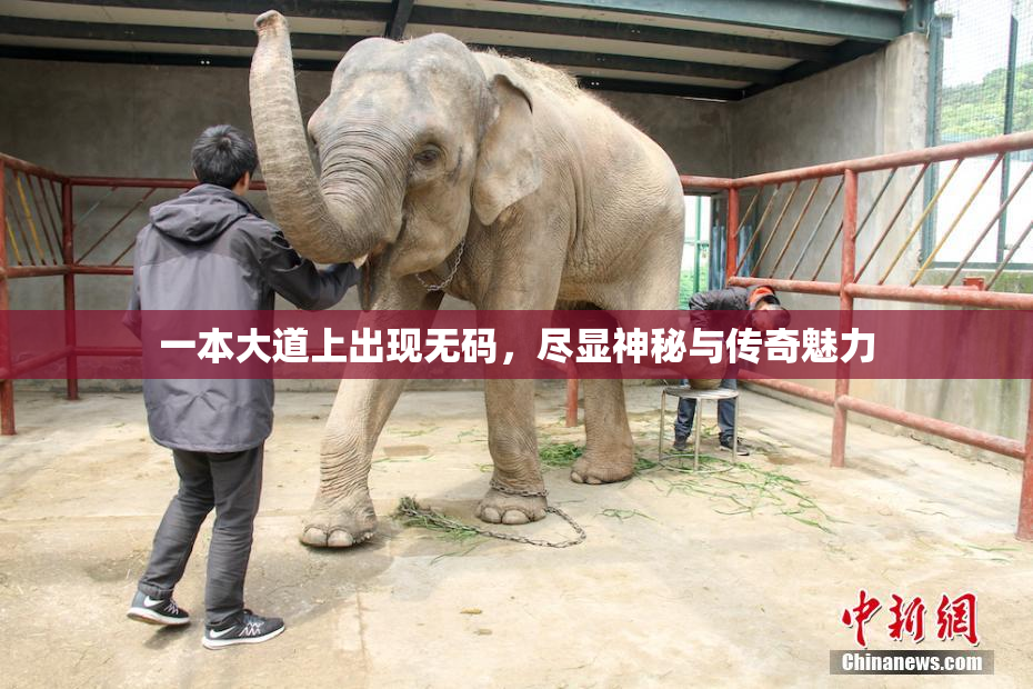 一本大道上出现无码，尽显神秘与传奇魅力