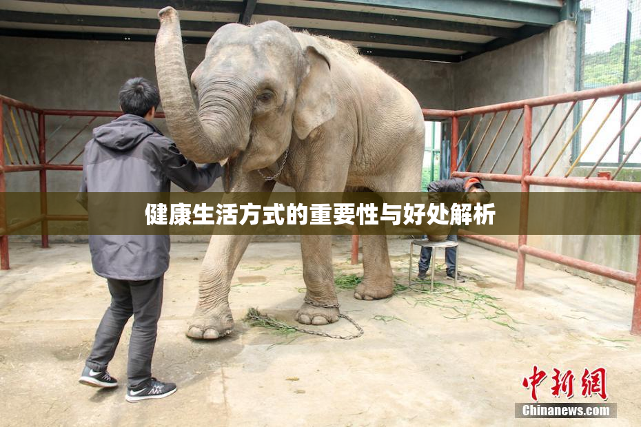 健康生活方式的重要性与好处解析