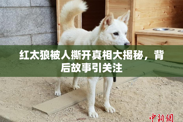红太狼被人撕开真相大揭秘，背后故事引关注