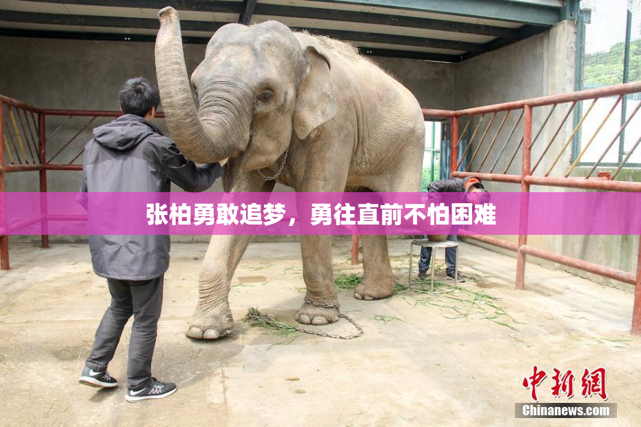 张柏勇敢追梦，勇往直前不怕困难