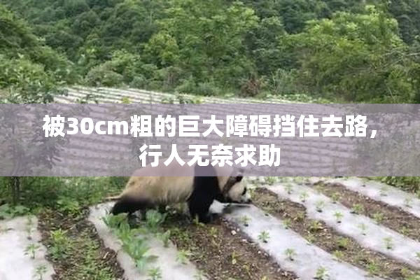 被30cm粗的巨大障碍挡住去路，行人无奈求助