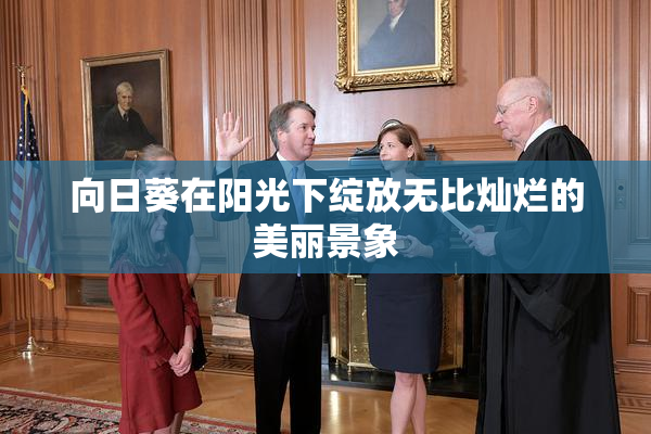 向日葵在阳光下绽放无比灿烂的美丽景象