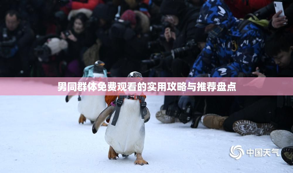 男同群体免费观看的实用攻略与推荐盘点