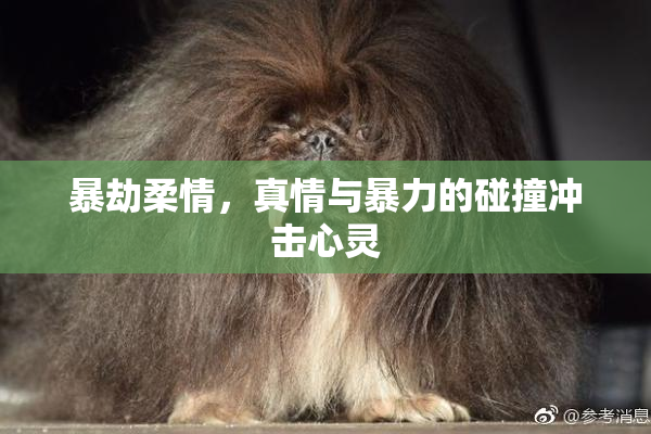 暴劫柔情，真情与暴力的碰撞冲击心灵