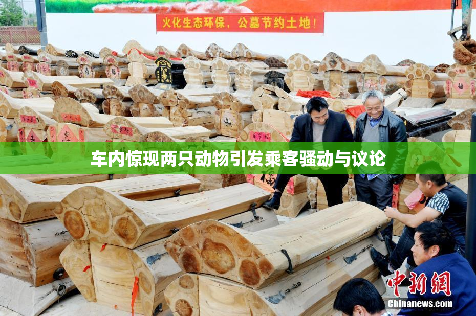 车内惊现两只动物引发乘客骚动与议论