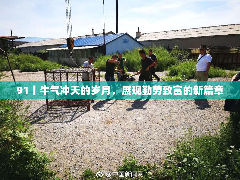 91丨牛气冲天的岁月，展现勤劳致富的新篇章