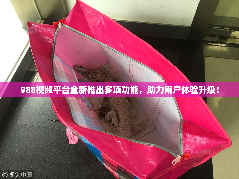 988视频平台全新推出多项功能，助力用户体验升级！