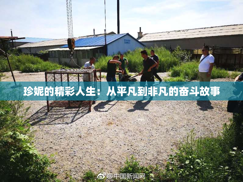 珍妮的精彩人生：从平凡到非凡的奋斗故事