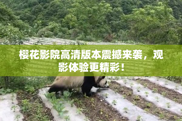 樱花影院高清版本震撼来袭，观影体验更精彩！