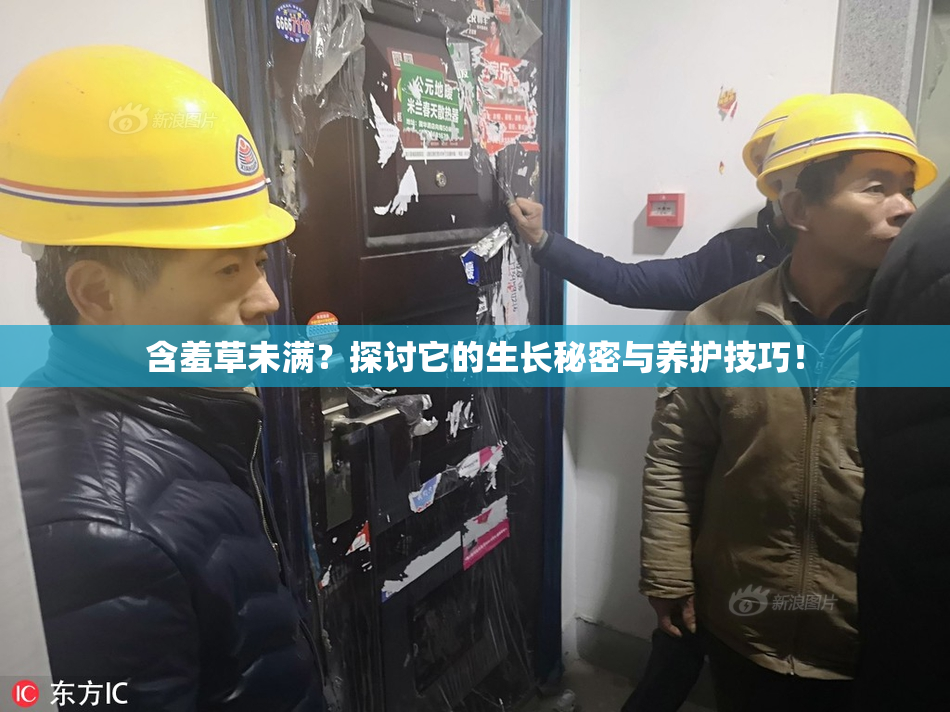 含羞草未满？探讨它的生长秘密与养护技巧！