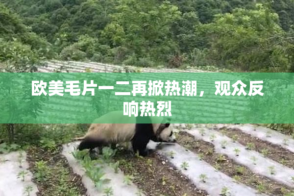 欧美毛片一二再掀热潮，观众反响热烈