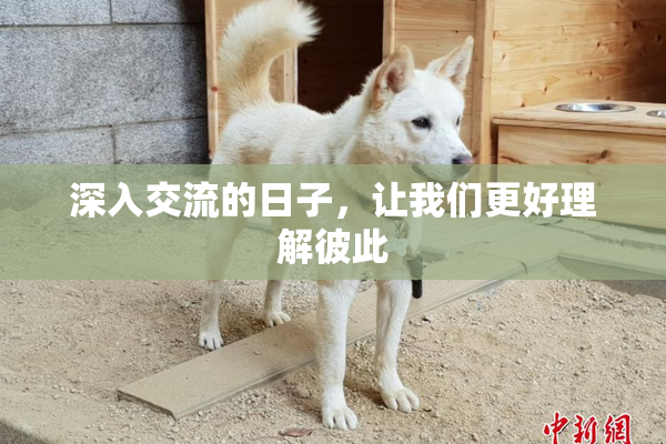 深入交流的日子，让我们更好理解彼此