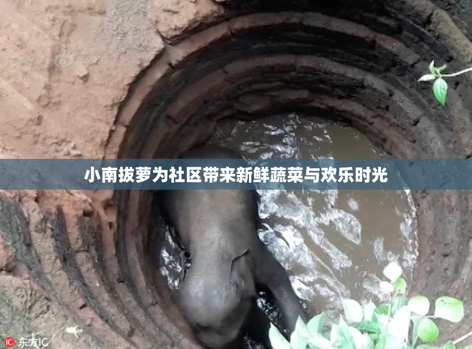 小南拔萝为社区带来新鲜蔬菜与欢乐时光