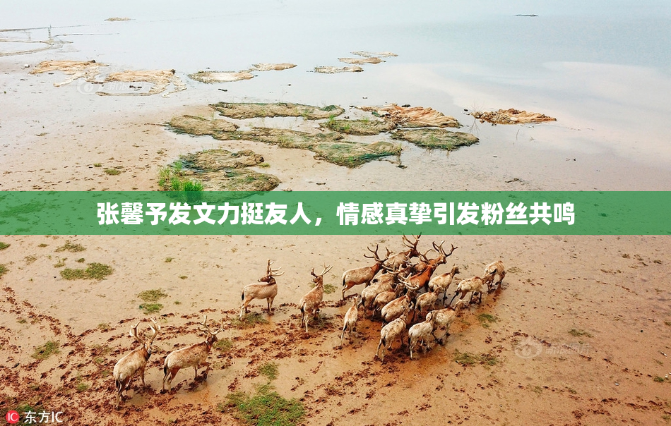 张馨予发文力挺友人，情感真挚引发粉丝共鸣