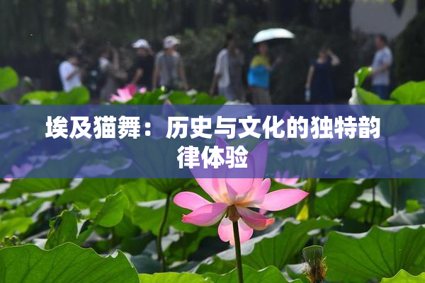 埃及猫舞：历史与文化的独特韵律体验