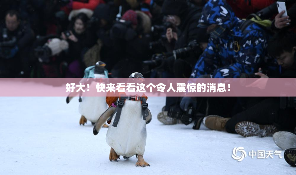 好大！快来看看这个令人震惊的消息！