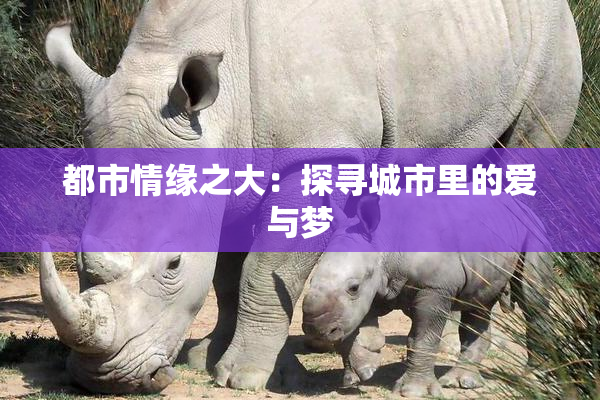 都市情缘之大：探寻城市里的爱与梦